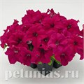 Петуния SUCCESS! 360° Deep Rose - 10 шт 11027 - фото 1286