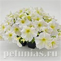 Петуния SUCCESS! 360° Light Yellow - 10 шт 11029 - фото 1288