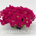 Петуния SUCCESS! 360° Pink - 10 шт 11030 - фото 1289