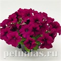 Петуния SUCCESS! 360° Purple - 10 шт 11031 - фото 1290