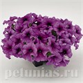 Петуния SUCCESS! 360° Purple Vein - 10 шт 11032 - фото 1291