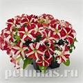 Петуния SUCCESS! 360° Red Star - 10 шт 11034 - фото 1293