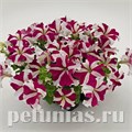 Петуния SUCCESS! 360° Rose Star - 10 шт 11035 - фото 1294
