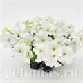 Петуния SUCCESS! 360° White - 10 шт 11037 - фото 1296