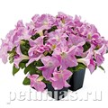Петуния SUCCESS! HD Light Pink - 5 шт 11040 - фото 1300