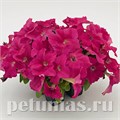 Петуния SUCCESS! HD Pink - 5 шт 11041 - фото 1301