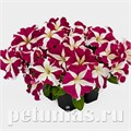 Петуния SUCCESS! HD Rose Star - 5 шт 11043 - фото 1303