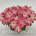 Петуния SUCCESS! HD Salmon Morn - 5 шт 11045 - фото 1305