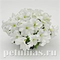 Петуния SUCCESS! HD White - 5 шт 11046 - фото 1306