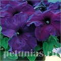 Петуния Supercascade Blue - 10 шт 11047 - фото 1308