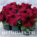 Петуния Supercascade Burgundy - 10 шт 11048 - фото 1309