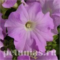 Петуния Supercascade Lilac - 10 шт 11049 - фото 1310
