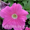 Петуния Supercascade Pink - 10 шт 11050 - фото 1311