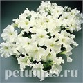 Петуния Supercascade White - 10 шт 11054 - фото 1315