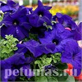Петуния Tango Blue - 10 шт 11055 - фото 1317