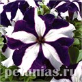 Петуния Tango Blue Star - 25 шт 11056 - фото 1318