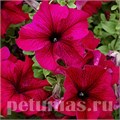 Петуния Tango Burgundy - 10 шт 11057 - фото 1319