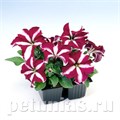 Петуния Tango Burgundy Star - 10 шт 11058 - фото 1320
