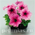 Петуния Tango Plum - 10 шт 11059 - фото 1321