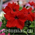 Петуния Tango Red - 10 шт 11060 - фото 1322