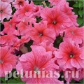 Петуния Tango Red Veined - 25 шт 11062 - фото 1324