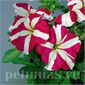 Петуния Tango Rose Star - 25 шт 11063 - фото 1325
