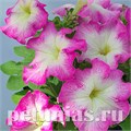 Петуния Tango Rose Morn - 10 шт 11064 - фото 1326