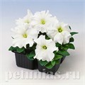 Петуния Tango White - 10 шт 11066 - фото 1328