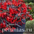 Бегония boliviensis Bossa Nova Night Fever Rosso - 3 шт 10192 - фото 1330