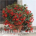 Бегония boliviensis Copacabana F1 Red- 5 шт 10200 - фото 1338