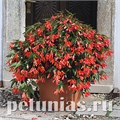 Бегония boliviensis Copacabana F1 Salmon - 5 шт 10201 - фото 1339