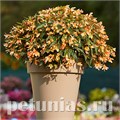 Бегония boliviensis Copacabana F1 Tricolor - 5 шт 10202 - фото 1340