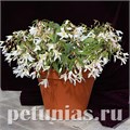 Бегония boliviensis Copacabana F1 White - 5 шт 10203 - фото 1342