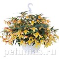 Бегония boliviensis Groovy Mellow Yellow - 3 шт 10204 - фото 1343
