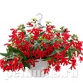 Бегония boliviensis Groovy Red - 3 шт 10206 - фото 1344