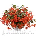 Бегония boliviensis Groovy Orange - 3 шт 10205 - фото 1345