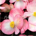 Бегония Bada Boom Rose Bicolor - 10 шт 10215 - фото 1355