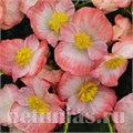 Бегония Sprint Plus Blush Imp - 10 шт 10218 - фото 1359