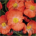 Бегония Sprint Plus Orange - 10 шт 10220 - фото 1361