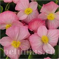 Бегония Sprint Plus Pink - 10 шт 10222 - фото 1363