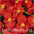 Бегония Sprint Plus Red - 10 шт 10223 - фото 1364