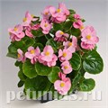 Бегония Super Olympia Pink - 10 шт 10227 - фото 1369