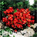 Бегония Super Olympia Red - 10 шт 10228 - фото 1370