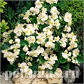 Бегония Super Olympia White - 10 шт 10230 - фото 1372
