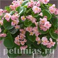 Бегония Fiona Pink - 10 шт 10231 - фото 1375