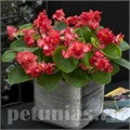 Бегония Fiona Red - 10 шт 10232 - фото 1376