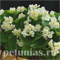 Бегония Fiona White - 10 шт 10234 - фото 1378