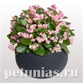 Бегония FlowerBall Pink - 5 шт 10235 - фото 1380
