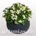 Бегония FlowerBall White - 5 шт 10237 - фото 1382