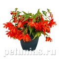 Бегония Funky Orange - 3 шт 10240 - фото 1385